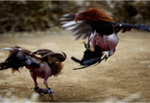 Tướng Gà Đá Hay Bet88 Và Bí Quyết Nhận Diện Chuẩn Năm 2025